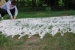 Title: Wild <br>Year: 2015<br>Dimensions: Approximately 5 m in diameter<br> Description: Silk